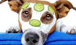 狗狗可以吃甜蜜瓜吗,狗狗可以安全享用的夏日美味吗？