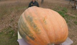 吃田瓜会呕吐吗,吃田瓜引发呕吐现象揭秘