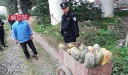 泰和家园吃瓜事件,邻里纷争背后的真相揭秘