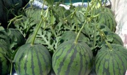 陕北小吊瓜几月吃,夏季消暑佳品，七月成熟尽享甘甜