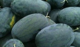 沛县丰乐吃瓜,一场别开生面的吃瓜盛宴