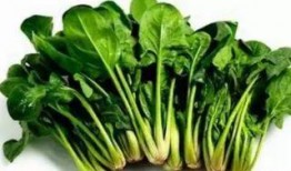 吃葫芦瓜可以吃菠菜吗,探索健康饮食的完美搭配