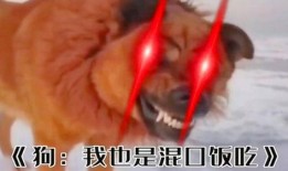 带你吃瓜满级人类,带你领略“带你吃瓜满级人类”的趣味人生