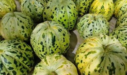 面瓜直接吃吗,揭秘家常美味新选择