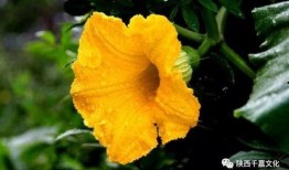 花一吃瓜回放,揭秘娱乐圈幕后真相