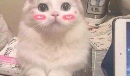 猫猫夏日吃瓜头像,萌态十足！