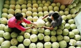 小孩吃三白瓜,美味营养两不误