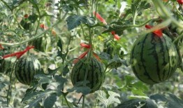 济南热门吃瓜事件视频,一场全民参与的吃瓜盛宴