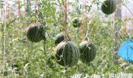 吃瓜有什么好地方,揭秘全国瓜果盛宴聚集地