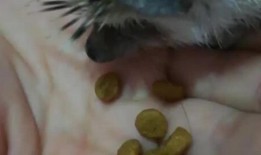 瓜地里有刺猬吃瓜,瓜与刺的和谐共舞