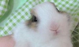 小呆呆偷瓜吃,一场欢乐的夏日冒险