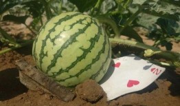 nix吃瓜,揭秘娱乐圈的幕后故事