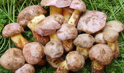 密逃吃瓜菌,揭秘娱乐圈背后的秘密与八卦