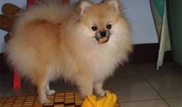 博美犬可以吃老瓜干吗,老瓜干适宜吗？