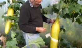 吃田瓜会呕吐吗,吃田瓜引发呕吐现象揭秘