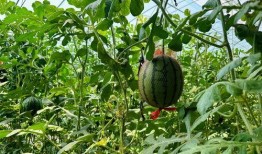 全网最快的吃瓜