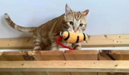 吃瓜小猫劝架视频播放,网络视频引发热议