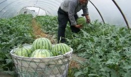 沙瓜比脆瓜好吗怎么吃,如何挑选与享用最佳夏日水果