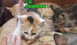 小喵吃瓜,揭秘娱乐圈那些不为人知的幕后故事