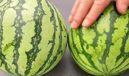 吃瓜的素质不挑,不挑食的吃瓜指南