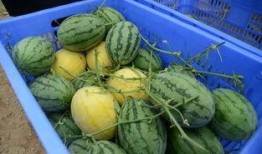 QQ吃瓜群内黄,揭秘网络黄生现象背后的真相