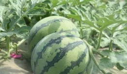 吃桃的瓜儿,探寻吃桃的乐趣与瓜儿的奥秘