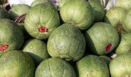 吃瓜的素质不挑,不挑食的吃瓜指南