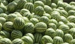 吃无限繁殖的瓜,无限繁殖瓜的神奇之旅