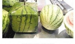 夜南京吃瓜,揭秘这座古都的“吃瓜”风情