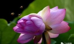 热缩荷花吃瓜,夏日消暑新潮流