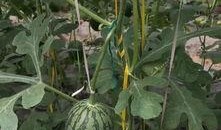 郑州中牟学校吃瓜,校园生活里的意外插曲