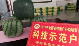 月子佛瓜可以吃吗,月子佛瓜的营养与食用指南