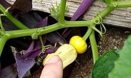 瓜花菌可以吃吗,探究其可食用性之谜