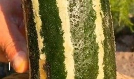 每人6个瓜5个没瓜吃,每人6瓜5瓜空，共享欢乐滋味长