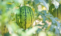 中捷附近吃瓜地方,这些吃瓜圣地不容错过