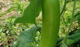 把辣椒当成瓜吃