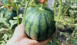 吃瓜李连长,揭秘娱乐圈背后的故事