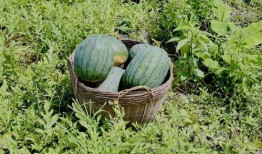 梦见在瓜田里吃瓜,瓜田里的甜蜜诱惑