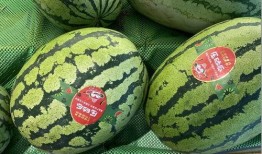 宁夏固原吃瓜,瓜果飘香，品味地方特色美食之旅