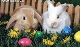 不停吃瓜的兔子图片,兔子吃瓜不停，萌态十足