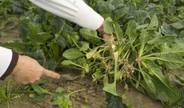 角瓜南瓜同时吃