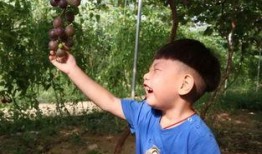 桂芬吃瓜网,揭秘娱乐圈幕后故事，带你领略明星真实生活