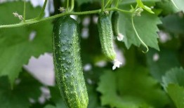 免费吃瓜群推荐,揭秘热门话题，畅享娱乐盛宴