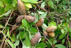 老人吃八月瓜视频大全,老人们共享的甜蜜回忆