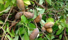 老人吃八月瓜视频大全,老人们共享的甜蜜回忆