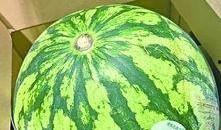 农科院吃瓜,探索瓜类种植的奥秘