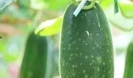 五月吃一瓜,五月瓜香满园时