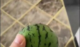 重复吃瓜,重复吃瓜的趣味与反思