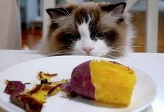 猫可以吃薯瓜吗,薯瓜在猫饮食中的适宜性解析