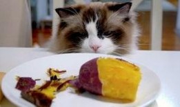 猫可以吃薯瓜吗,薯瓜在猫饮食中的适宜性解析